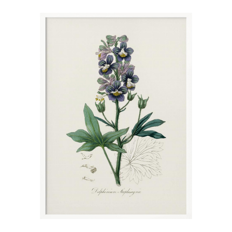 Cuadro "Delphinum Staphisagria Medical Botany"