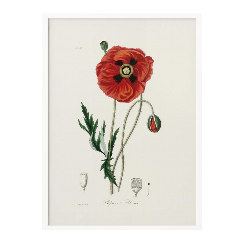 Cuadro "Common Poppy (papaver Rhoeas) Medical Botany"