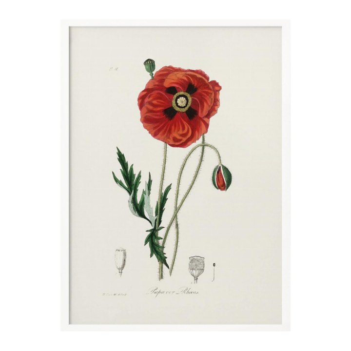Cuadro "Common Poppy (papaver Rhoeas) Medical Botany"