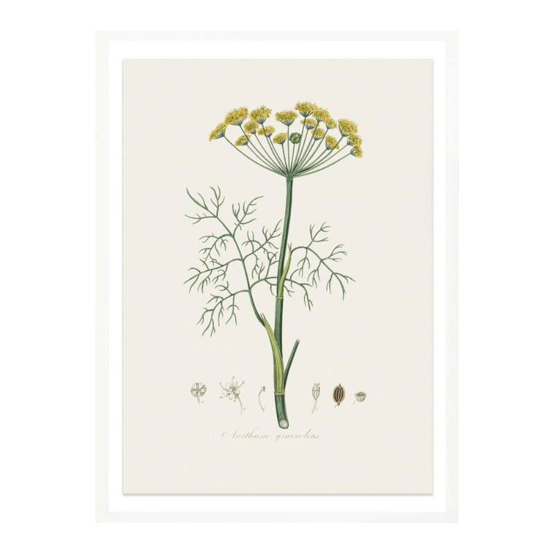 Cuadro "Dill (anethum Graveolens) Medical Botany"