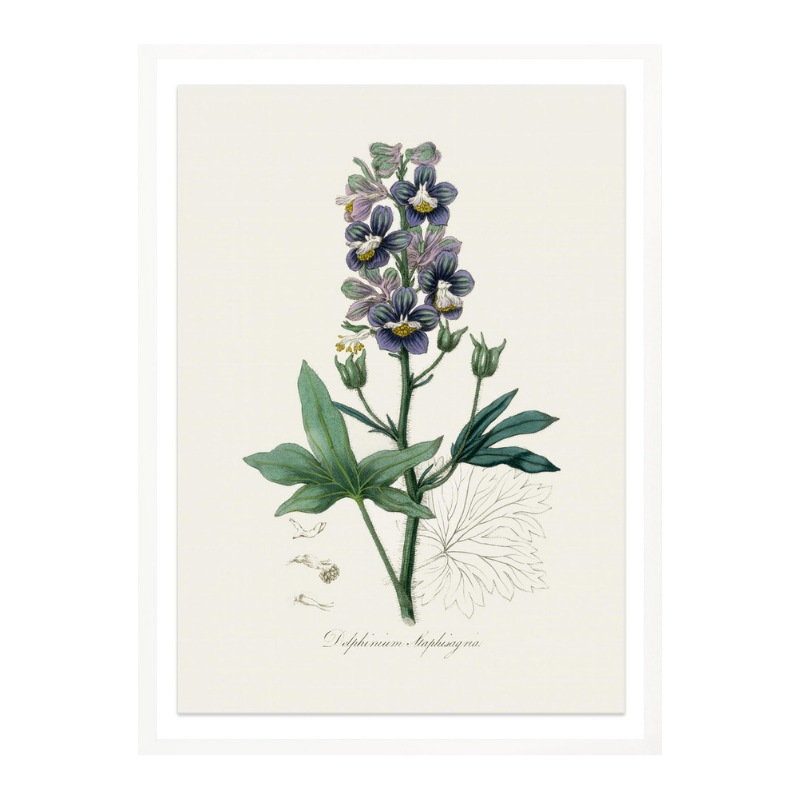 Cuadro "Delphinum Staphisagria Medical Botany"