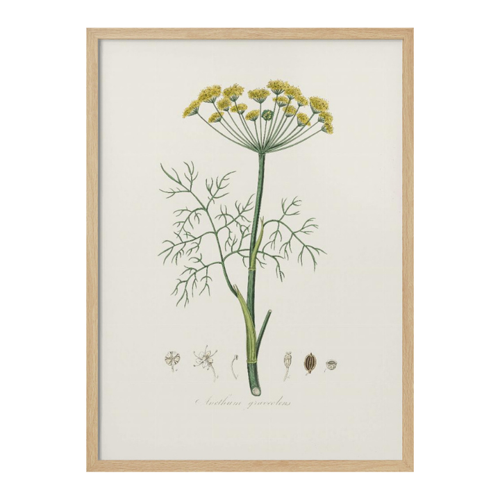 Cuadro "Dill (anethum Graveolens) Medical Botany"