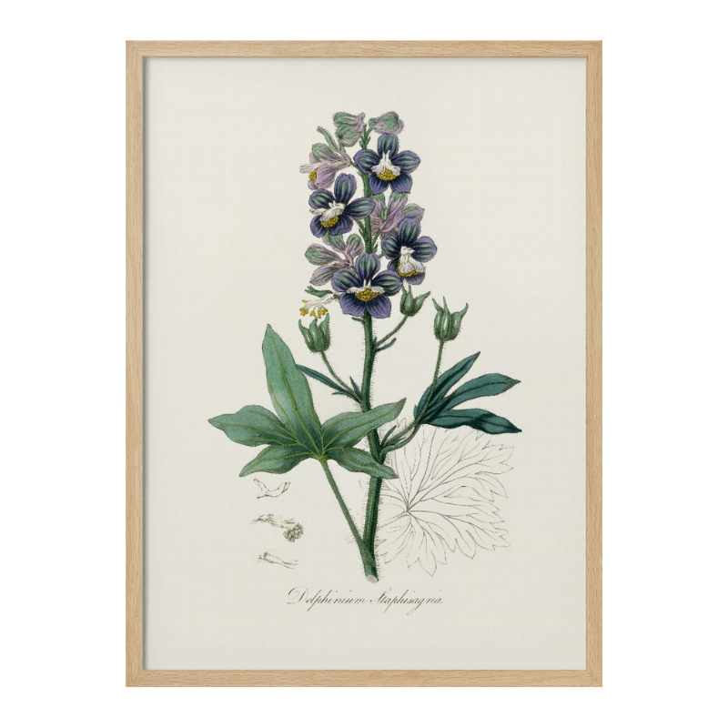 Cuadro "Delphinum Staphisagria Medical Botany"