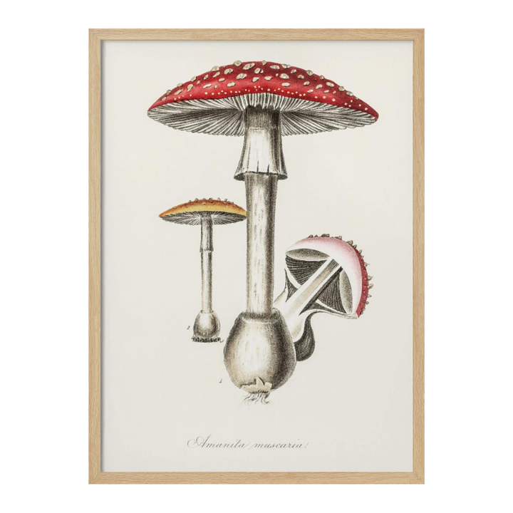 Cuadro "Amanita Muscaria"