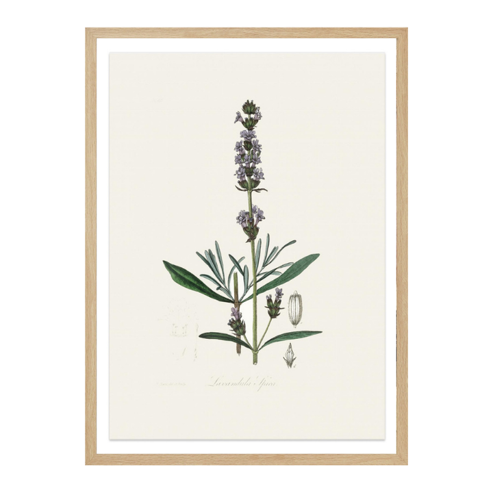 Cuadro "Lavender (lavandula spica) Medical Botany"