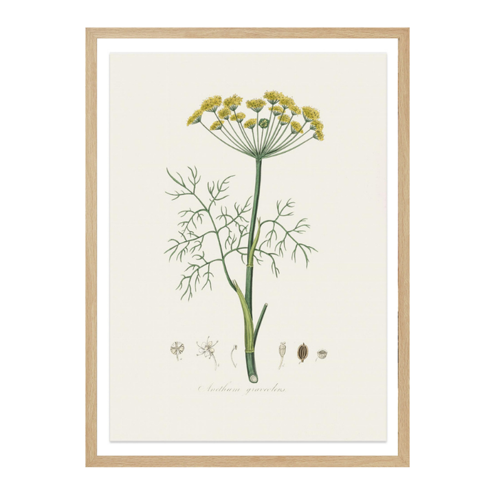 Cuadro "Dill (anethum Graveolens) Medical Botany"