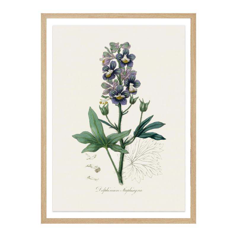 Cuadro "Delphinum Staphisagria Medical Botany"