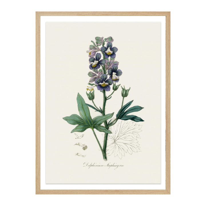 Cuadro "Delphinum Staphisagria Medical Botany"