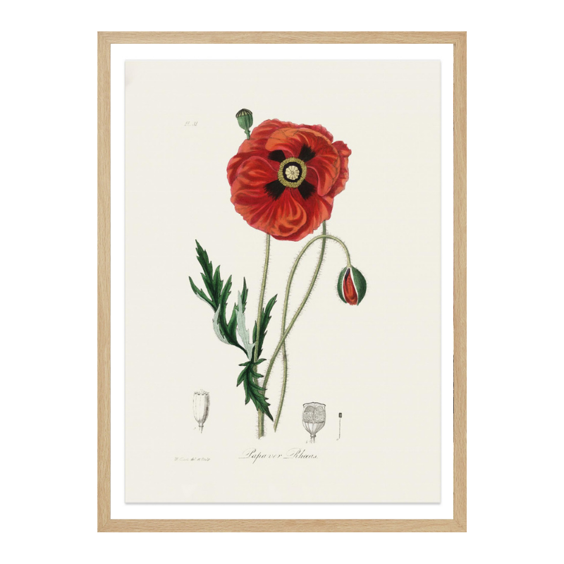 Cuadro "Common Poppy (papaver Rhoeas) Medical Botany"