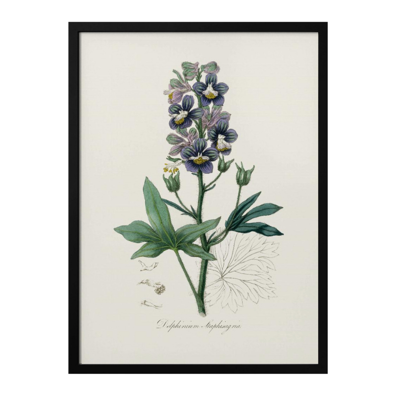 Cuadro "Delphinum Staphisagria Medical Botany"