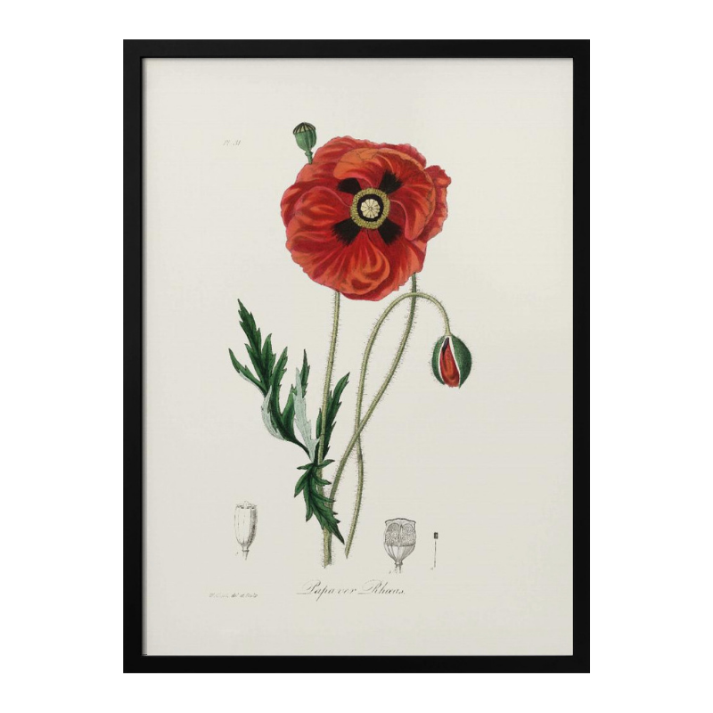 Cuadro "Common Poppy (papaver Rhoeas) Medical Botany"