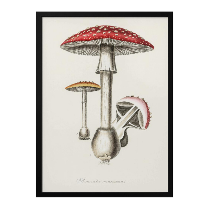Cuadro "Amanita Muscaria"