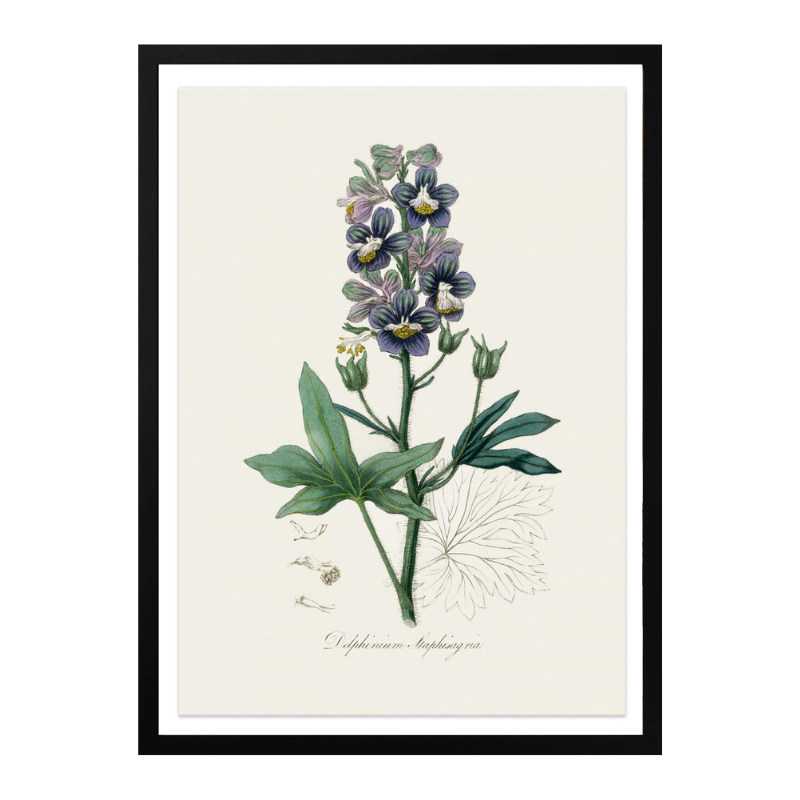 Cuadro "Delphinum Staphisagria Medical Botany"
