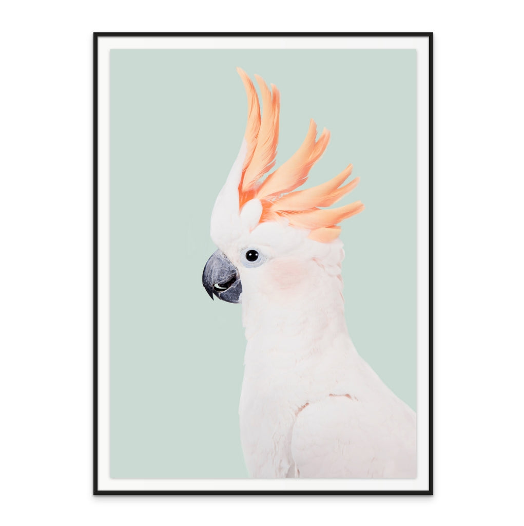 Cuadro "Cockatoo"