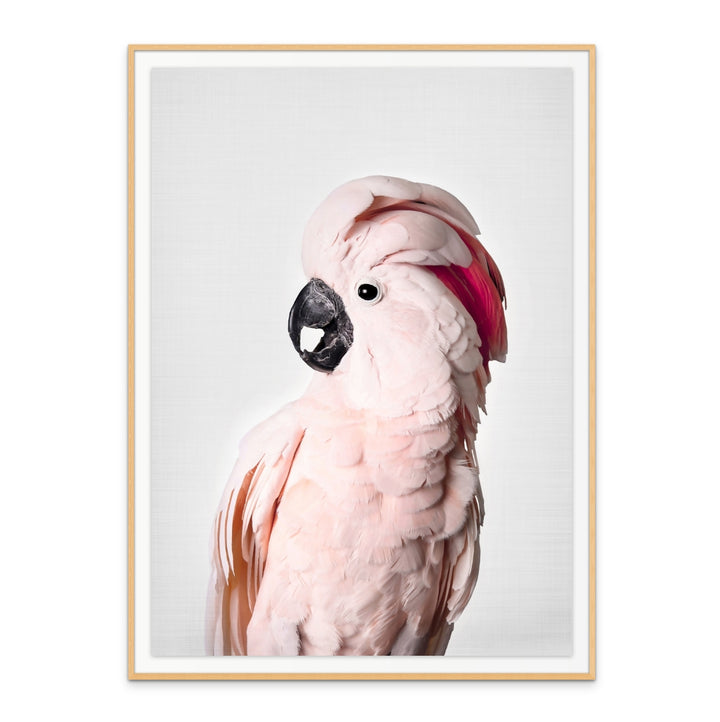 Cuadro "Pink Cockatoo"
