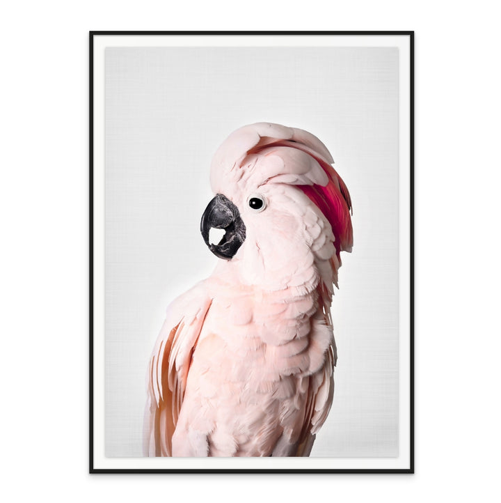 Cuadro "Pink Cockatoo"