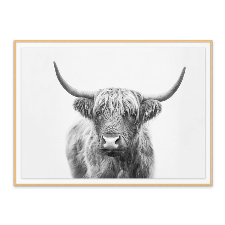 Cuadro "Highland Bull"
