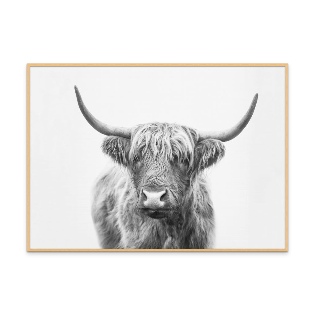 Cuadro "Highland Bull"