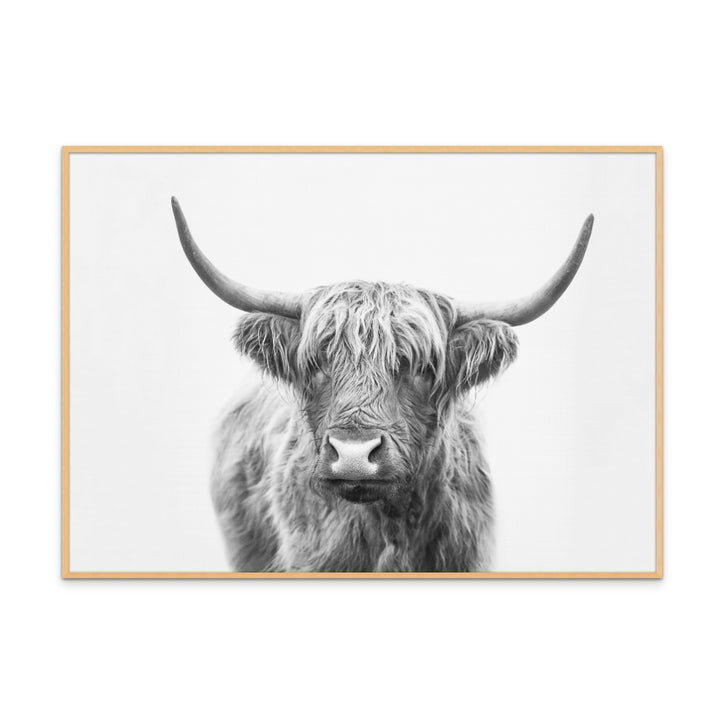 Cuadro "Highland Bull"