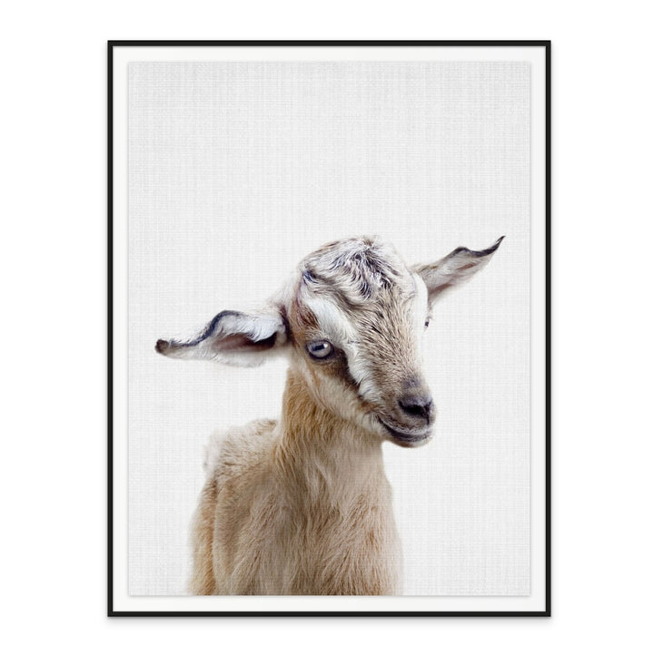 Cuadro "Peekaboo Baby Goat"