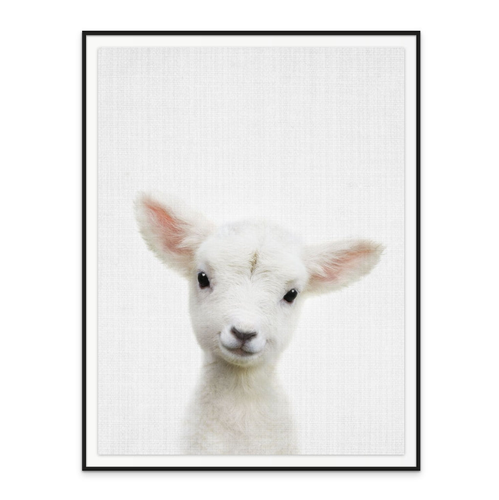 Cuadro "Peekaboo Baby Sheep"