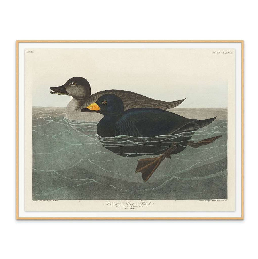 American Scoter Duck From Birds of America (1827) Art Print