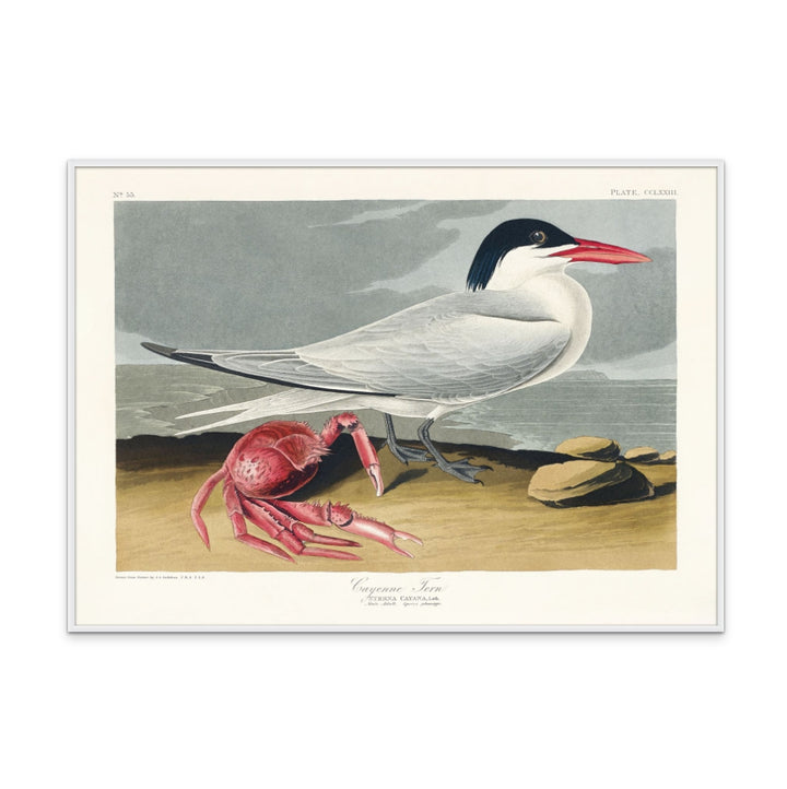 Cuadro "Cayenne Tern From Birds of America (1827)"