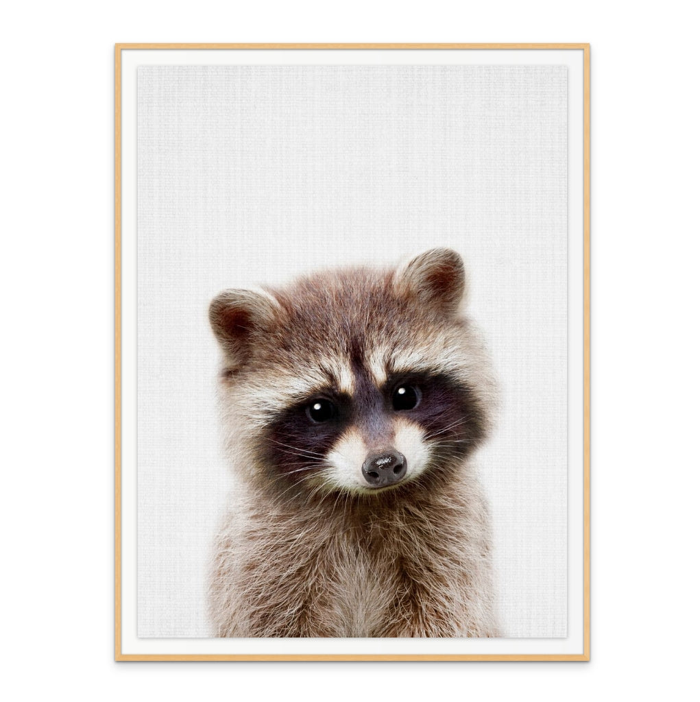 Cuadro "Peekaboo Raccoon"
