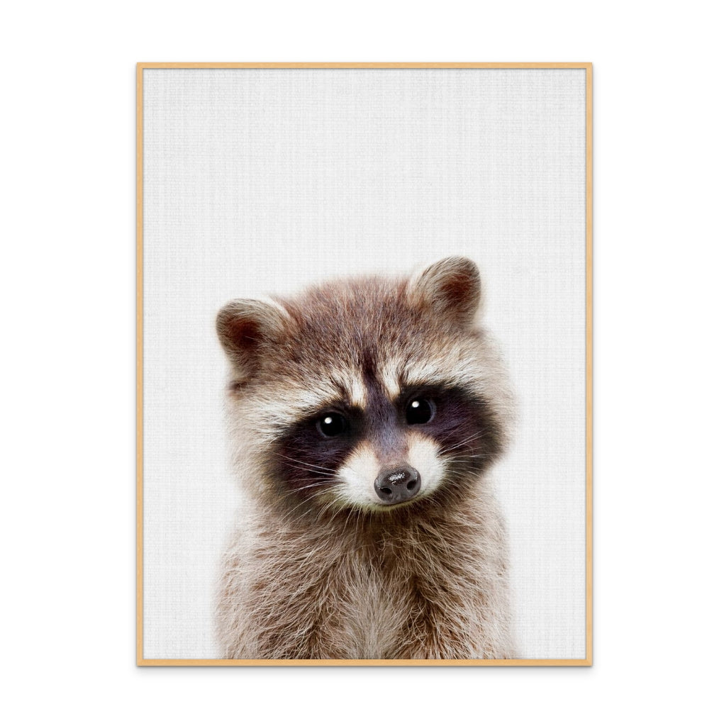 Cuadro "Peekaboo Raccoon"