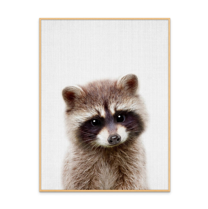 Cuadro "Peekaboo Raccoon"