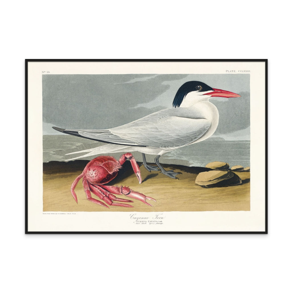 Cuadro "Cayenne Tern From Birds of America (1827)"