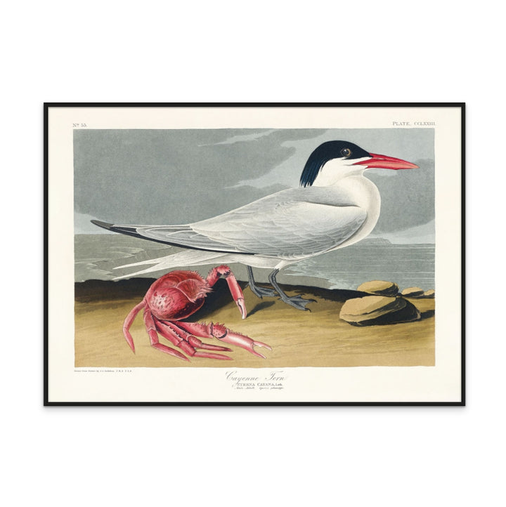 Cuadro "Cayenne Tern From Birds of America (1827)"
