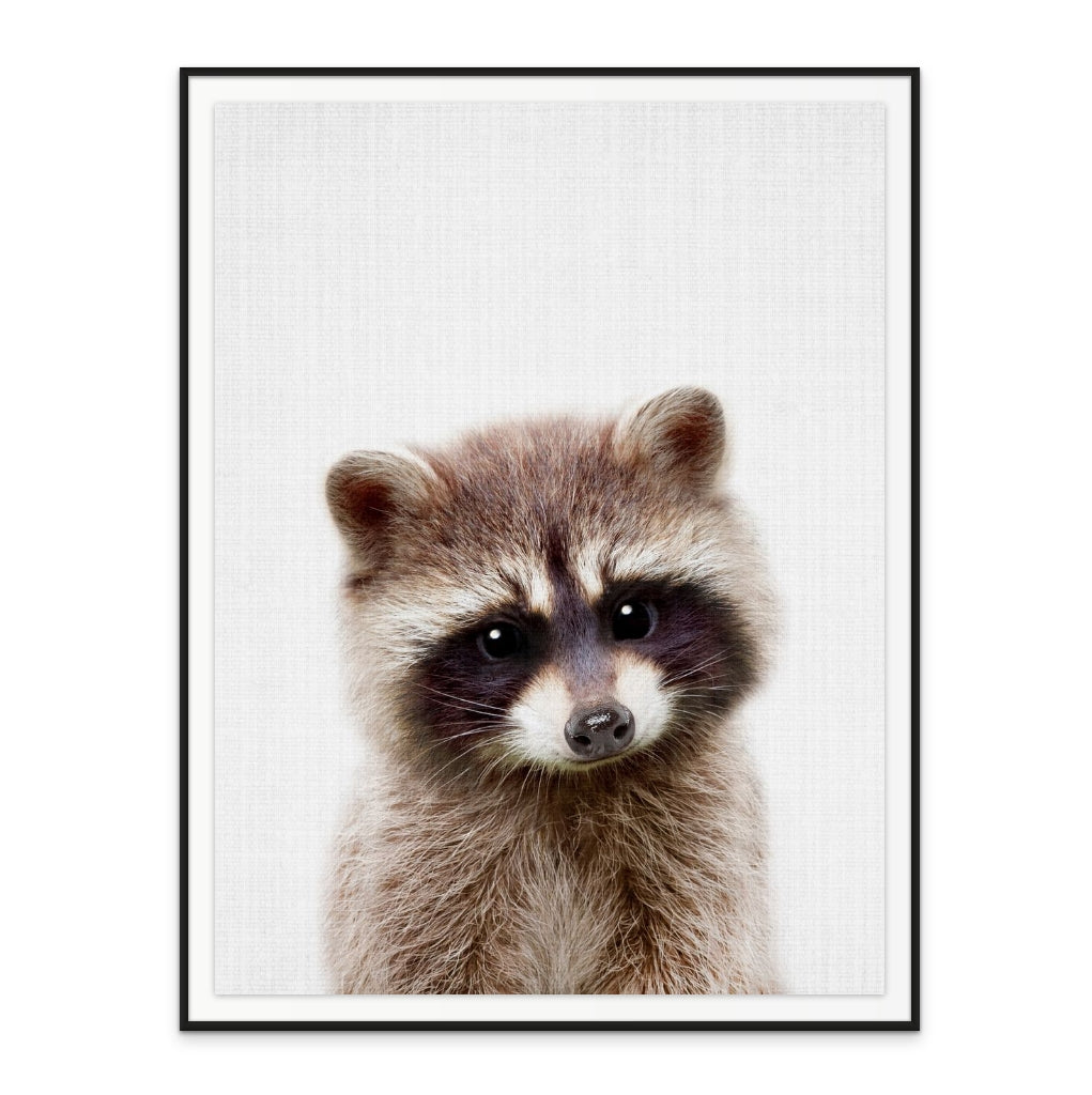 Cuadro "Peekaboo Raccoon"