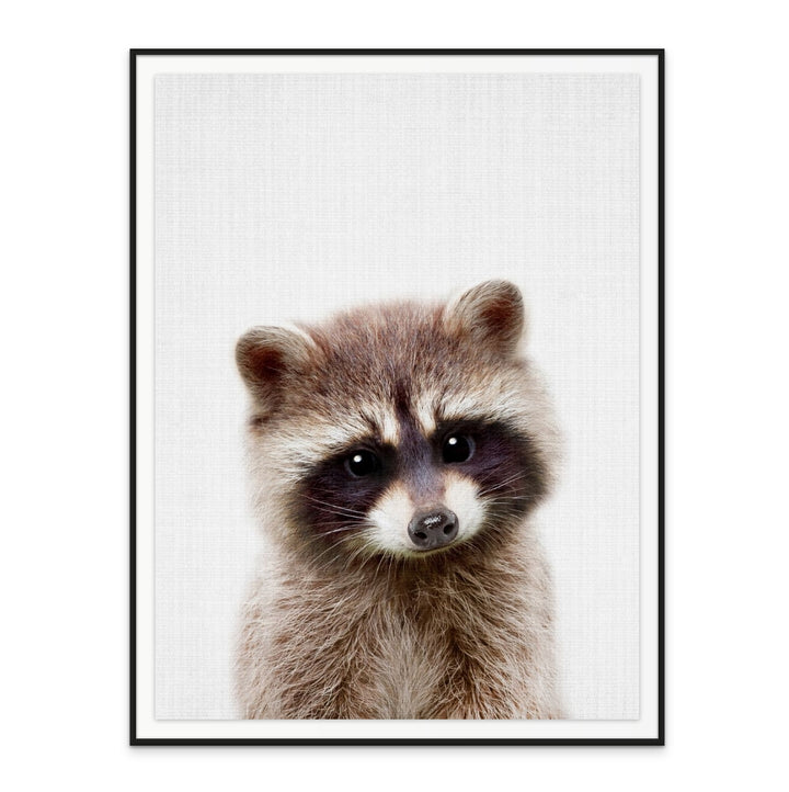 Cuadro "Peekaboo Raccoon"