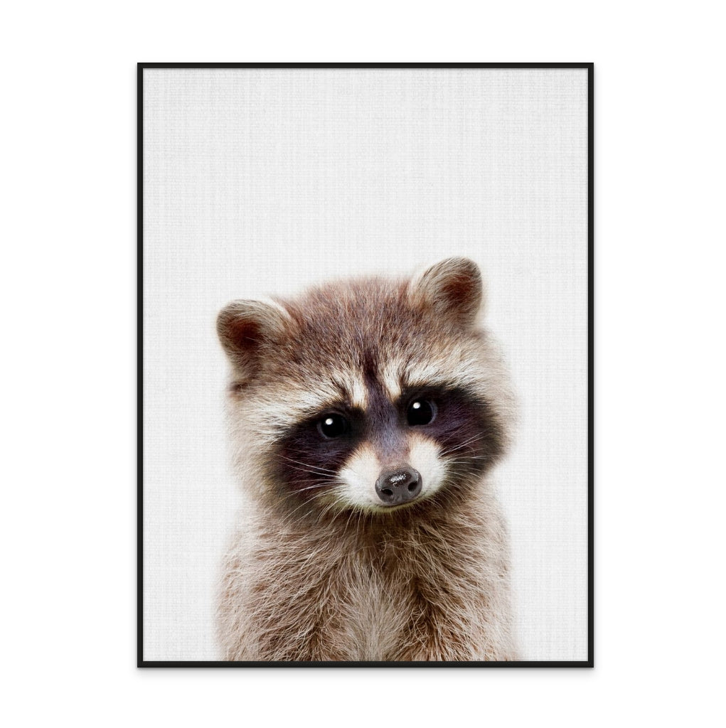 Cuadro "Peekaboo Raccoon"