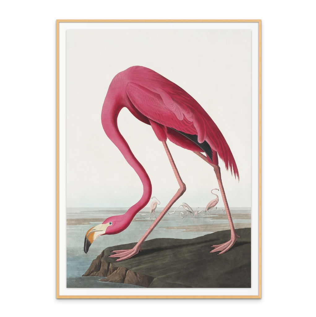 Cuadro "Pink Flamingo From Birds of America (1827)"