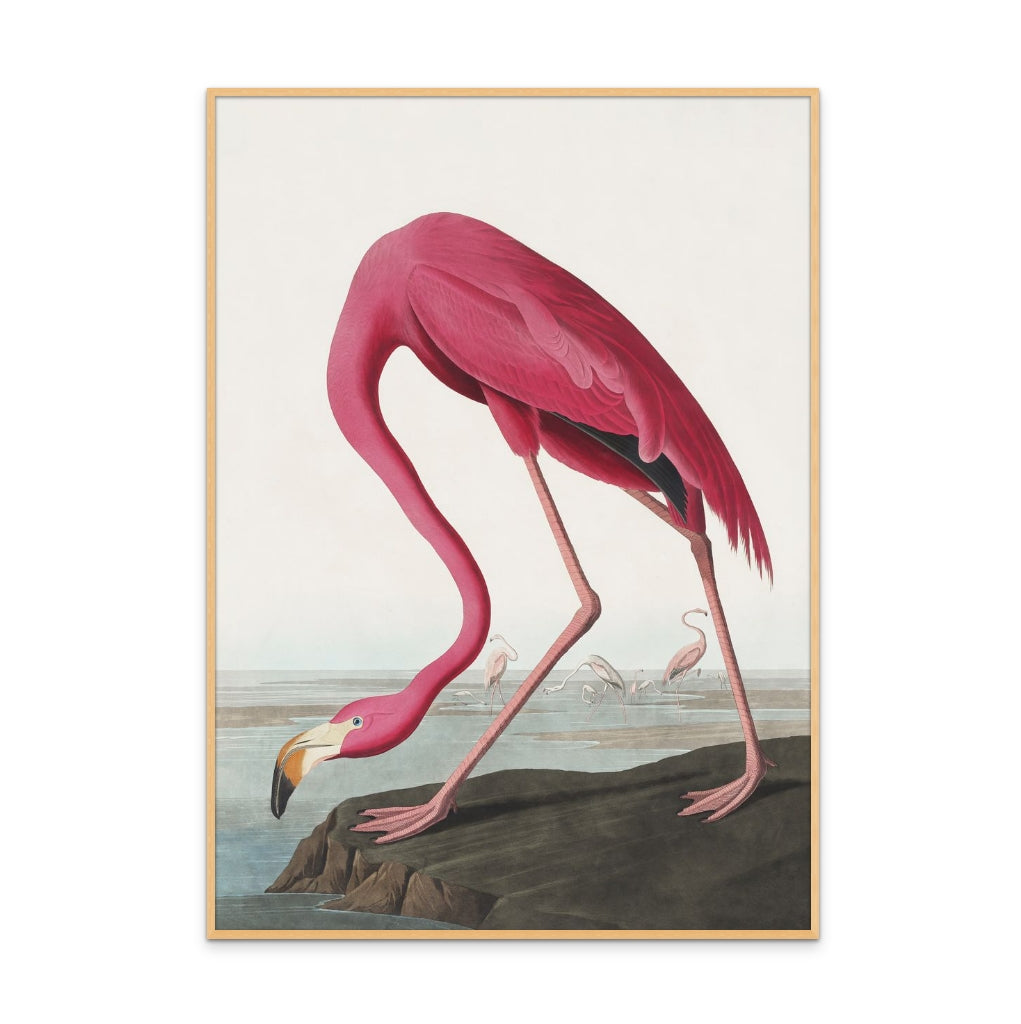 Cuadro "Pink Flamingo From Birds of America (1827)"
