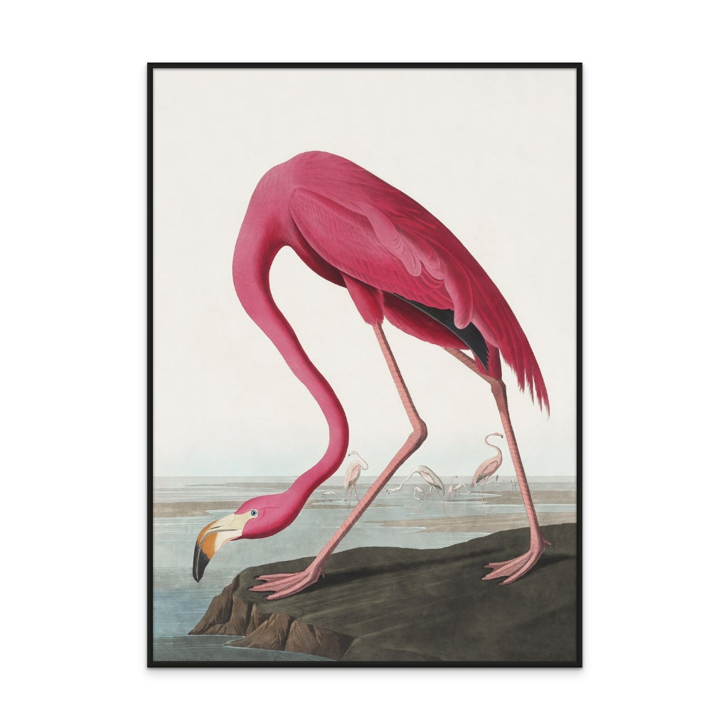 Cuadro "Pink Flamingo From Birds of America (1827)"