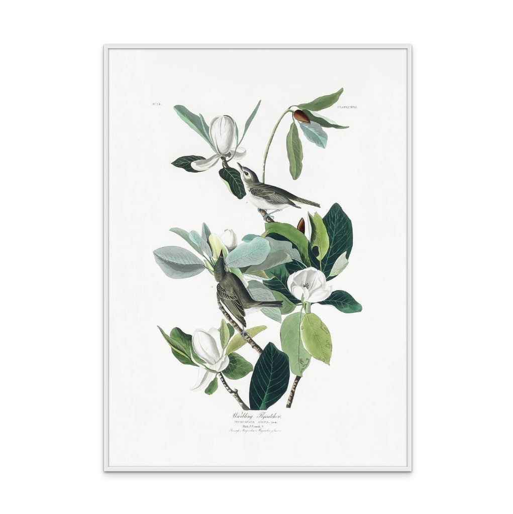 Cuadro "Warbling Flycatcher From Birds of America (1827)"