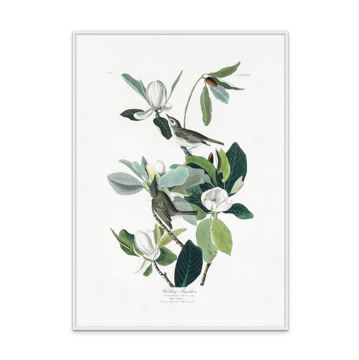 Cuadro "Warbling Flycatcher From Birds of America (1827)"