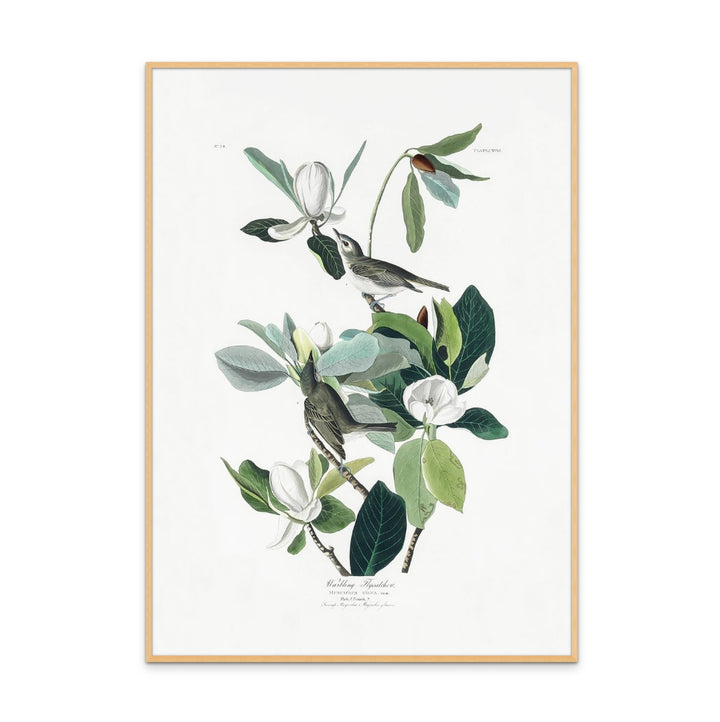 Cuadro "Warbling Flycatcher From Birds of America (1827)"