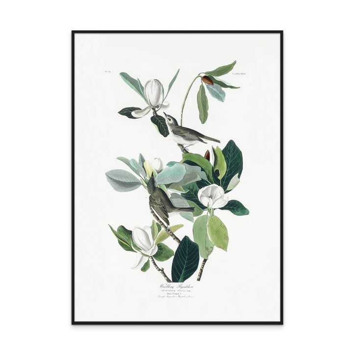 Cuadro "Warbling Flycatcher From Birds of America (1827)"