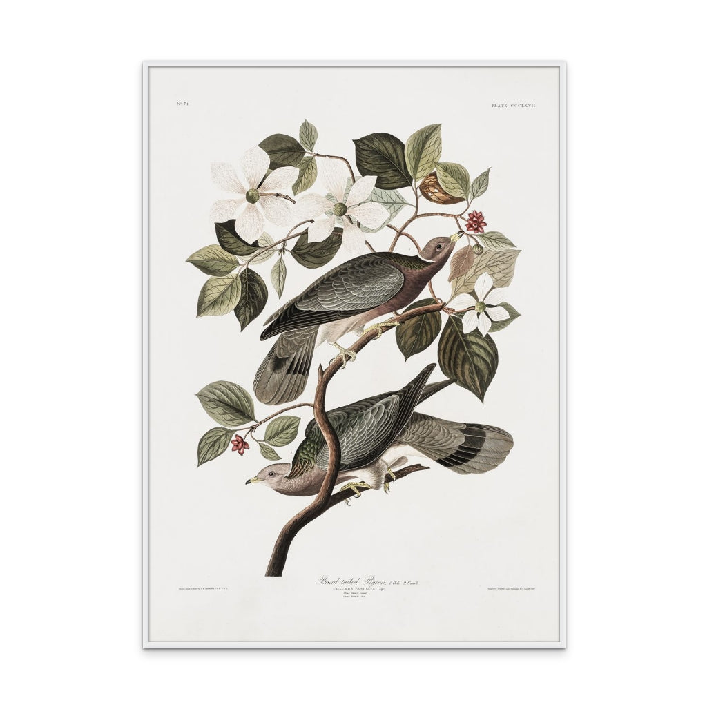 Cuadro "Brand Tailed Pigeon From Birds Of America (1827)"