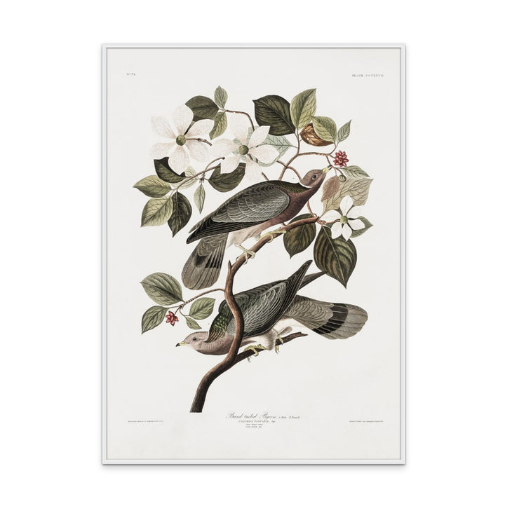 Cuadro "Brand Tailed Pigeon From Birds Of America (1827)"