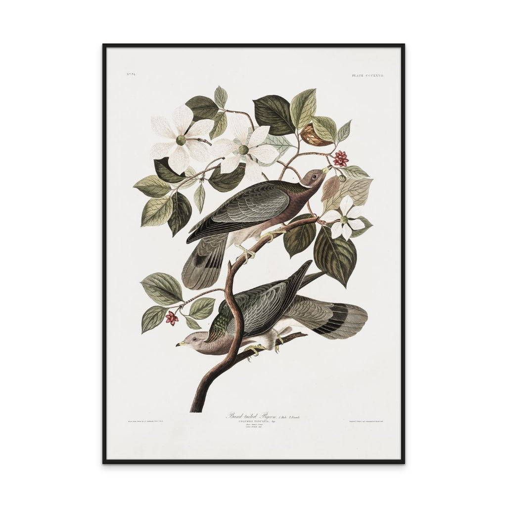 Cuadro "Brand Tailed Pigeon From Birds Of America (1827)"