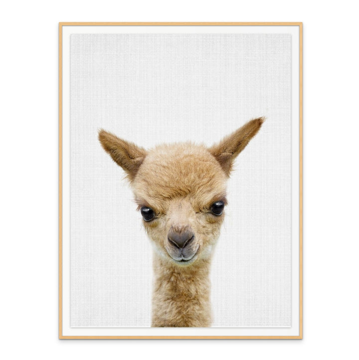 Cuadro "Peekaboo Baby Llama"