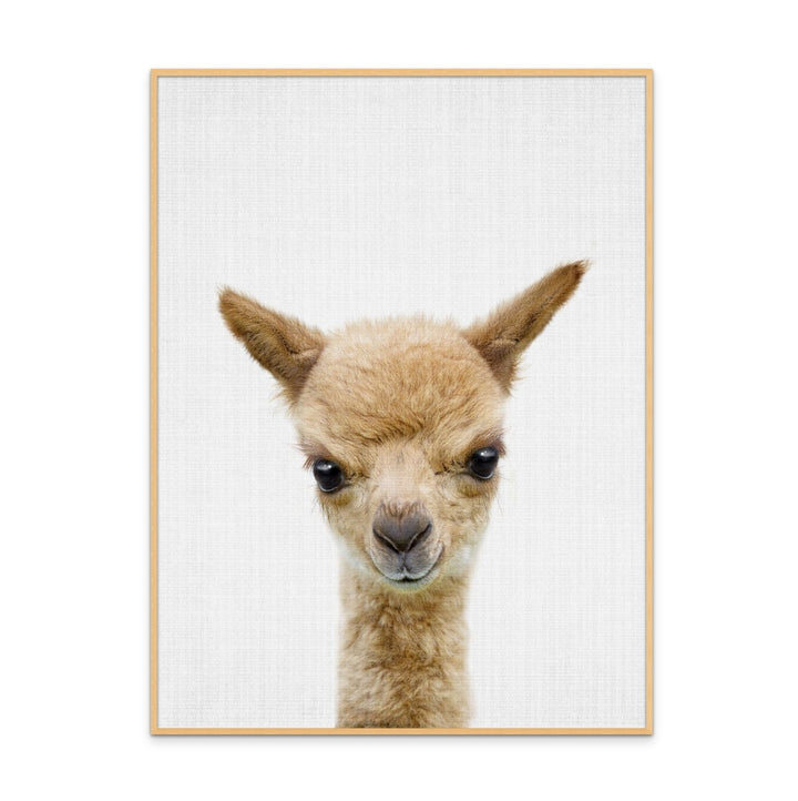 Cuadro "Peekaboo Baby Llama"