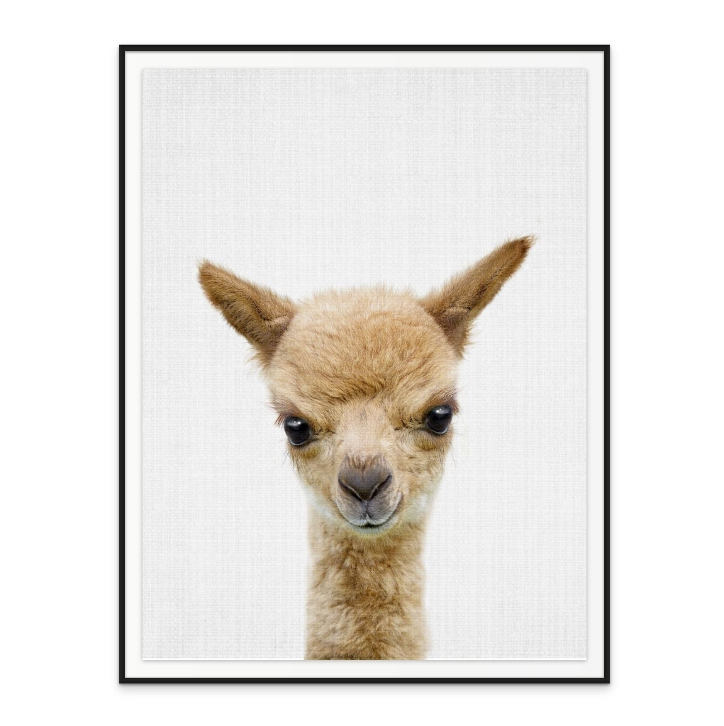 Cuadro "Peekaboo Baby Llama"