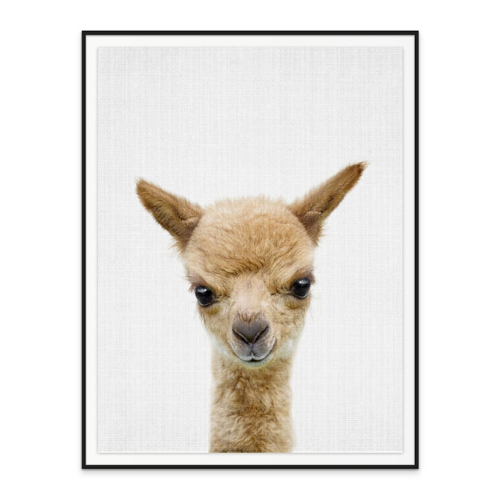 Cuadro "Peekaboo Baby Llama"