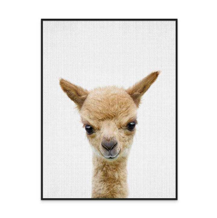 Cuadro "Peekaboo Baby Llama"